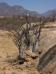 Pachypodium lealii