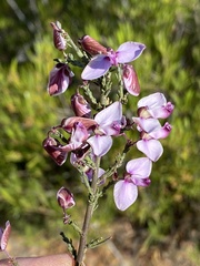 Polygala microlopha