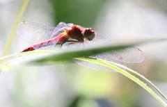 Sympetrum rubicundulum