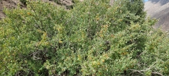 Lonicera