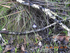 Cyanicula caerulea