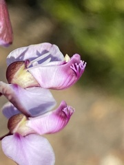 Polygala microlopha