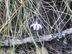 Cyanicula caerulea