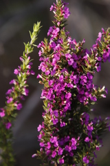 Muraltia satureioides