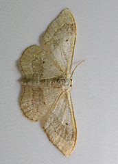 Idaea aversata
