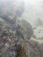 Gymnothorax funebris
