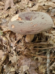 Lactifluus