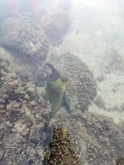 Gymnothorax funebris