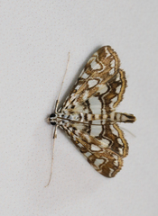 Elophila nymphaeata