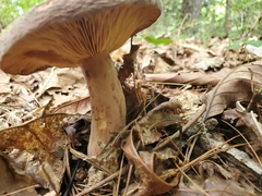 Lactifluus