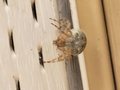 Araneus cavaticus
