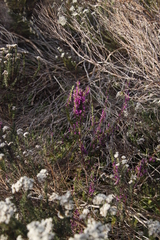 Muraltia satureioides