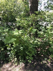 Viburnum opulus opulus
