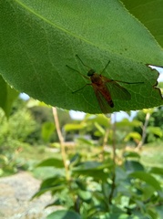 Rhagio