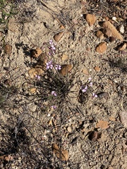 Polygala microlopha