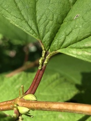 Viburnum opulus opulus