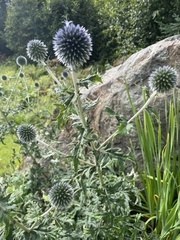 Echinops
