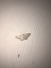 Scopula marginepunctata
