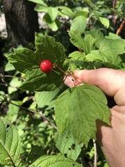 Viburnum opulus opulus