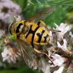 Myathropa florea