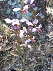 Diuris arenaria
