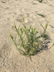 Cenchrus tribuloides