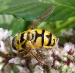 Myathropa florea