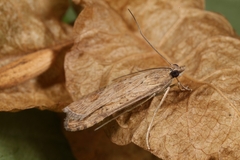 Nomophila noctuella