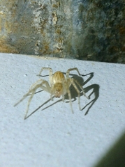 Anyphaena