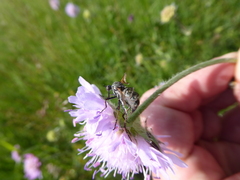 Entomophthora muscae