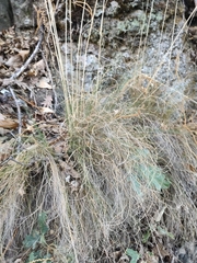 Festuca elegans