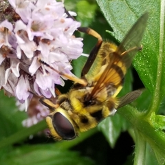 Myathropa florea