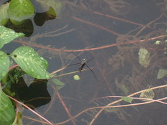 Limnogonus