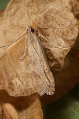 Nomophila noctuella