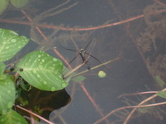 Limnogonus