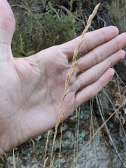 Festuca elegans