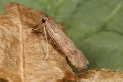 Nomophila noctuella