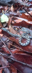 Pantherophis bairdi