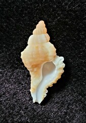 Chicoreus florifer