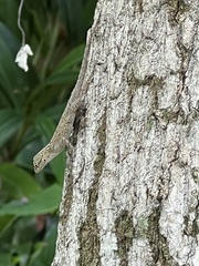 Anolis distichus