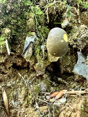 Retiboletus ornatipes