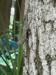 Anolis distichus