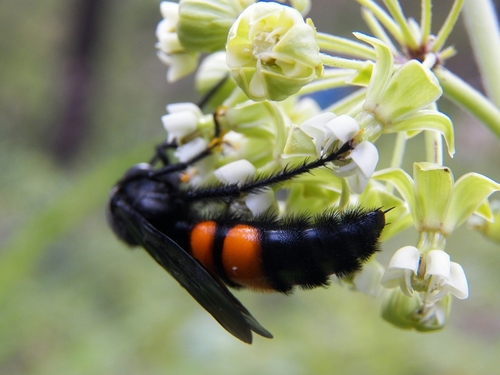 Saddleback Scoliid Wasp