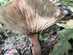 Lactifluus