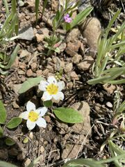 Hesperochiron pumilus