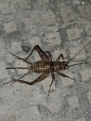 Gryllomorpha dalmatina