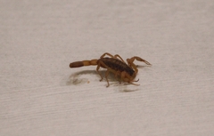 Centruroides vittatus