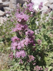 Ageratina occidentalis
