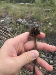 Echinacea paradoxa