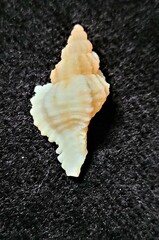 Chicoreus florifer